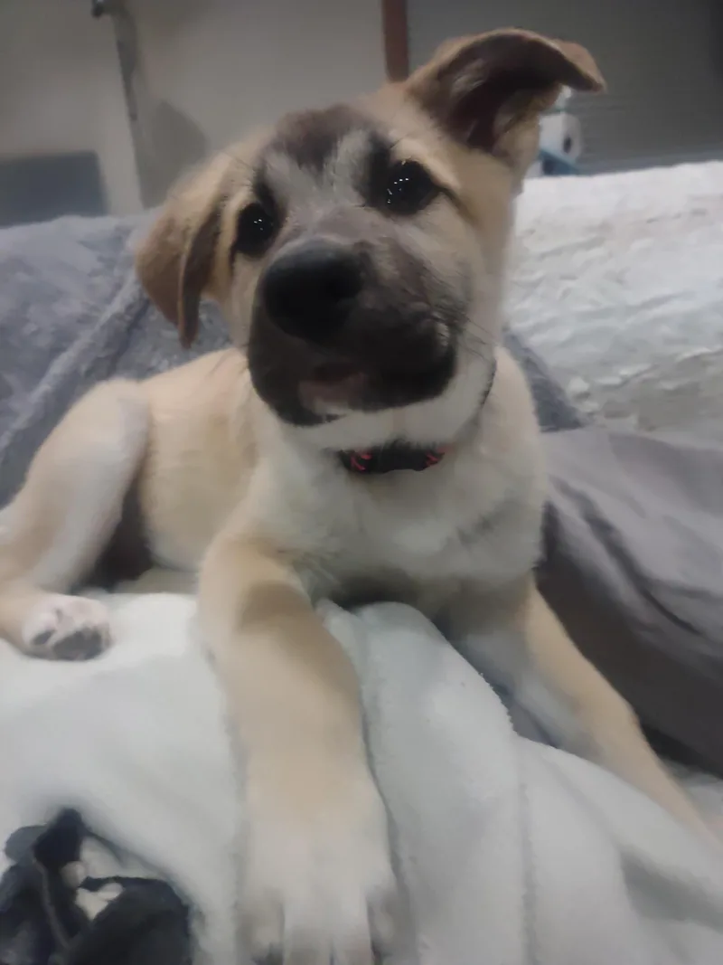 Miss Poppy Springwiggles thumbnail 4