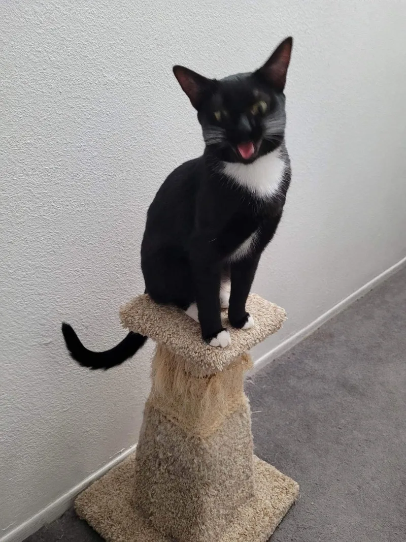 Scampers thumbnail 2