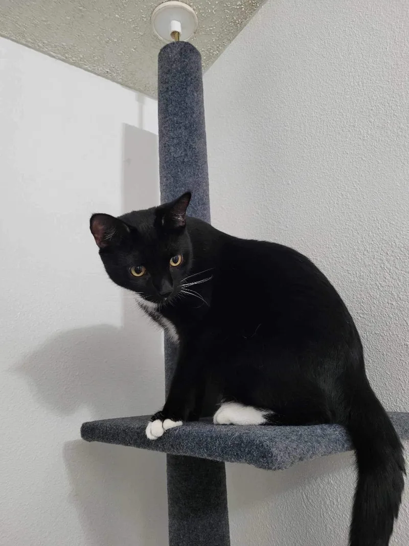 Scampers thumbnail 5