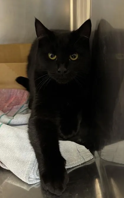 Clawless thumbnail 2