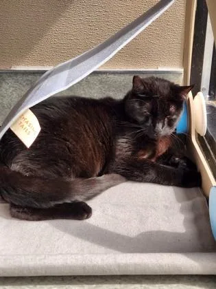 Clawless thumbnail 3