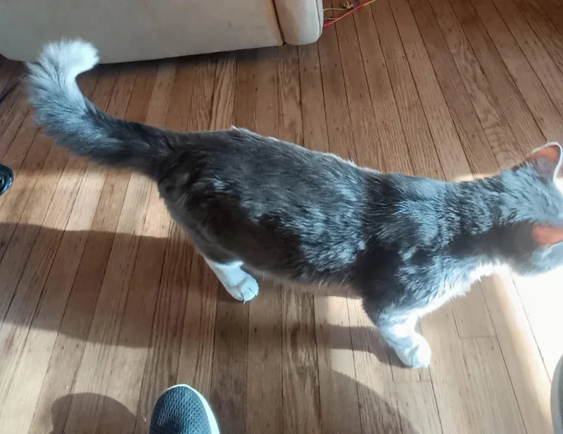 Zuri Wood thumbnail 3