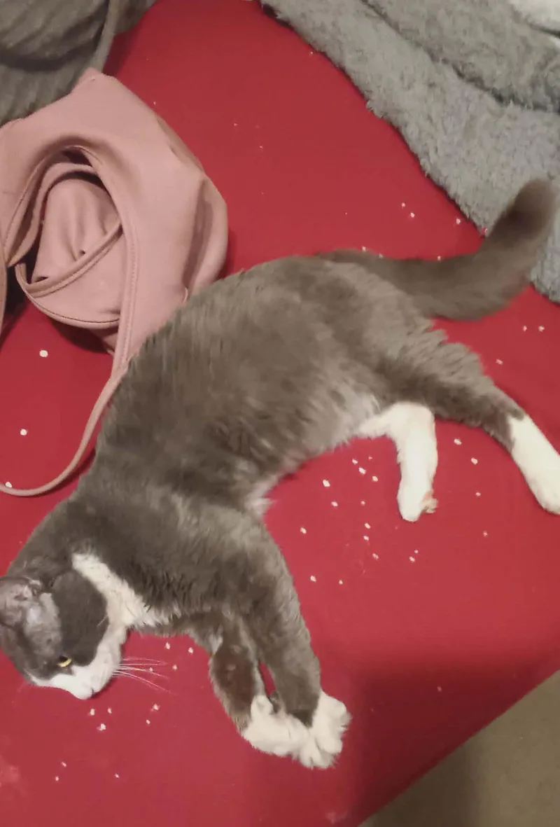 Zuri Wood thumbnail 4