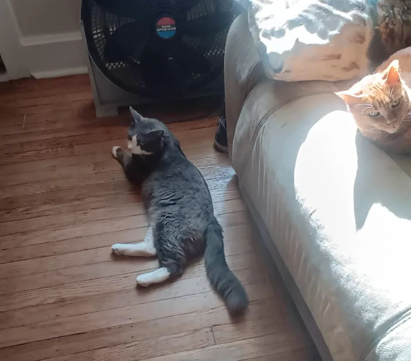 Zuri Wood thumbnail 5