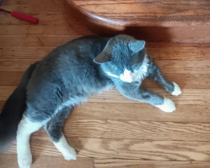 Zuri Wood thumbnail 6