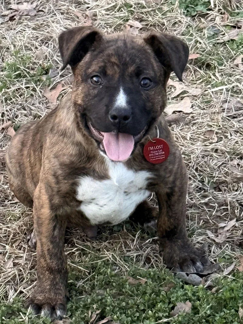 Manicotti thumbnail 2