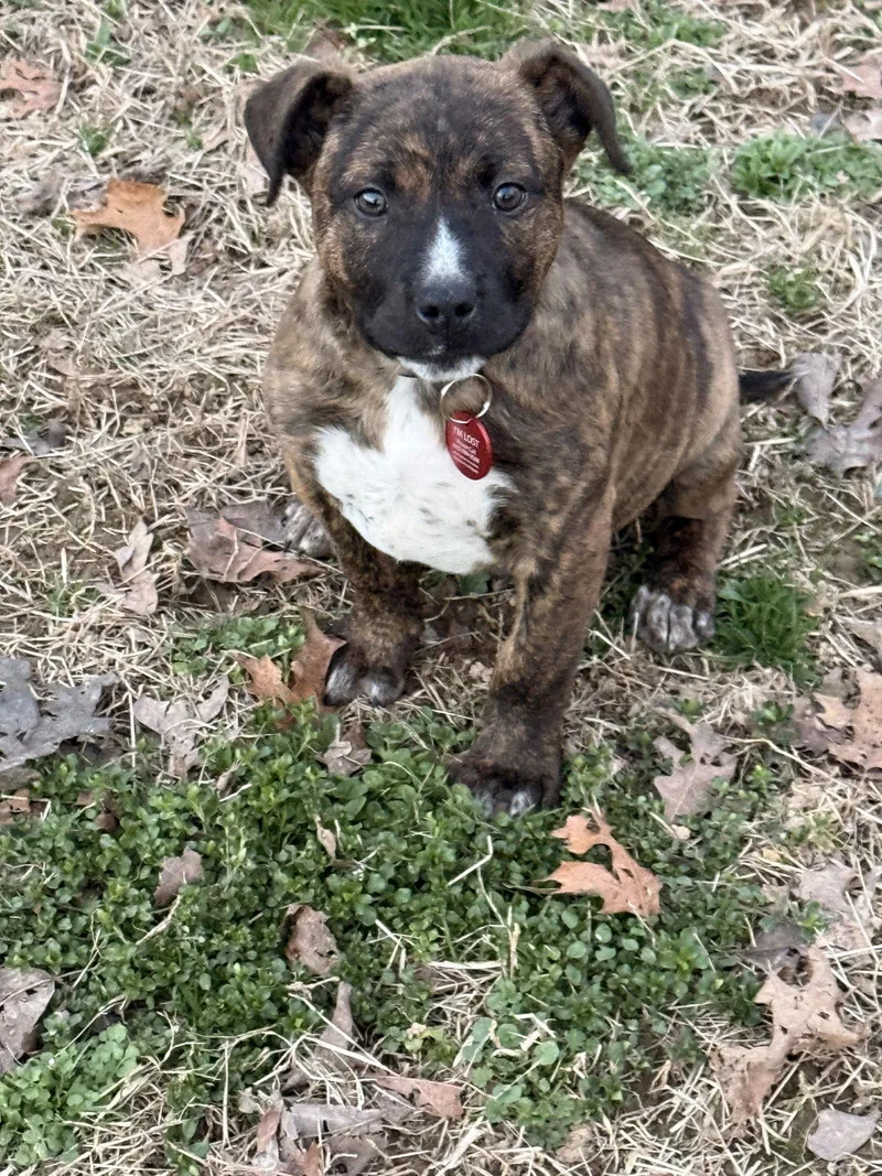 Manicotti thumbnail 3