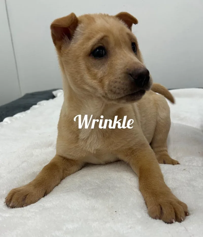 Wrinkle