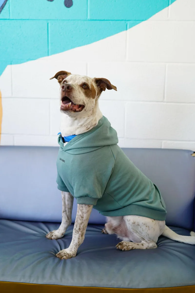 Sebastian thumbnail 2