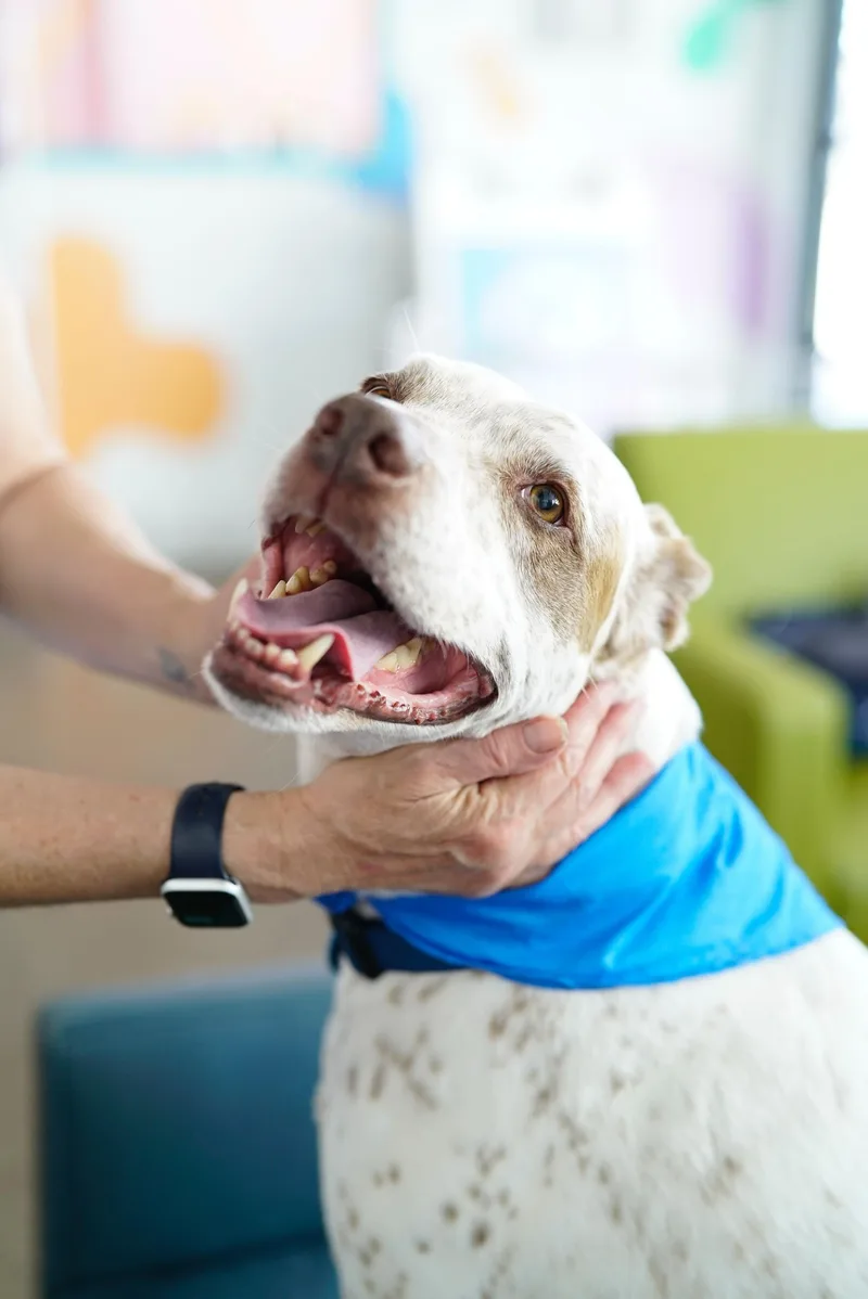 Sebastian thumbnail 3