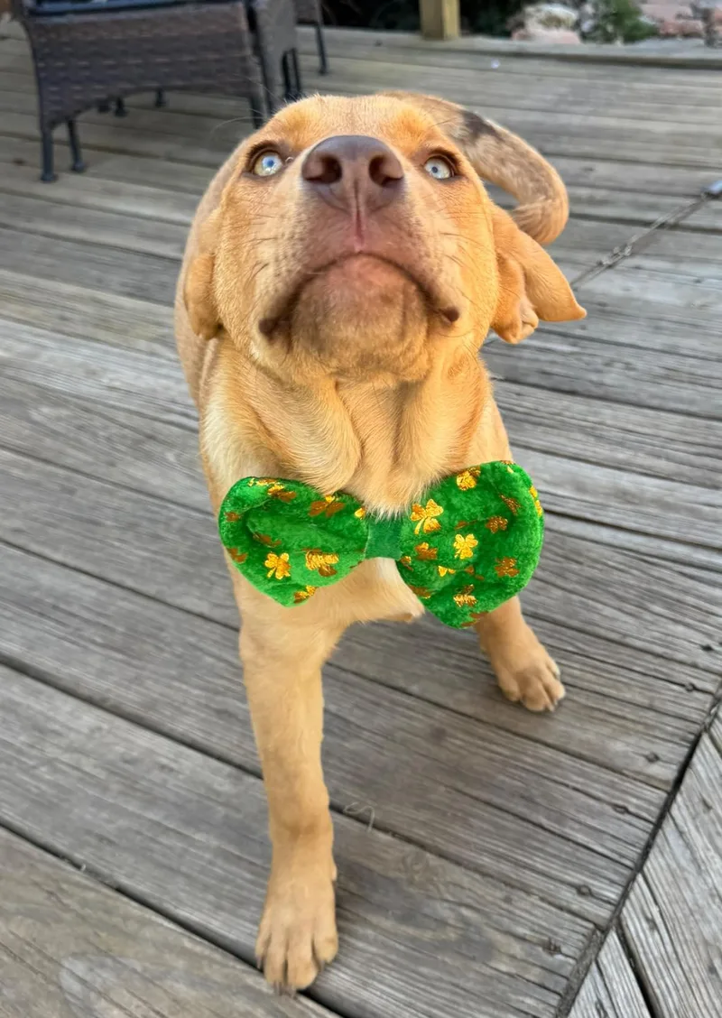 Richard Dawson thumbnail 2