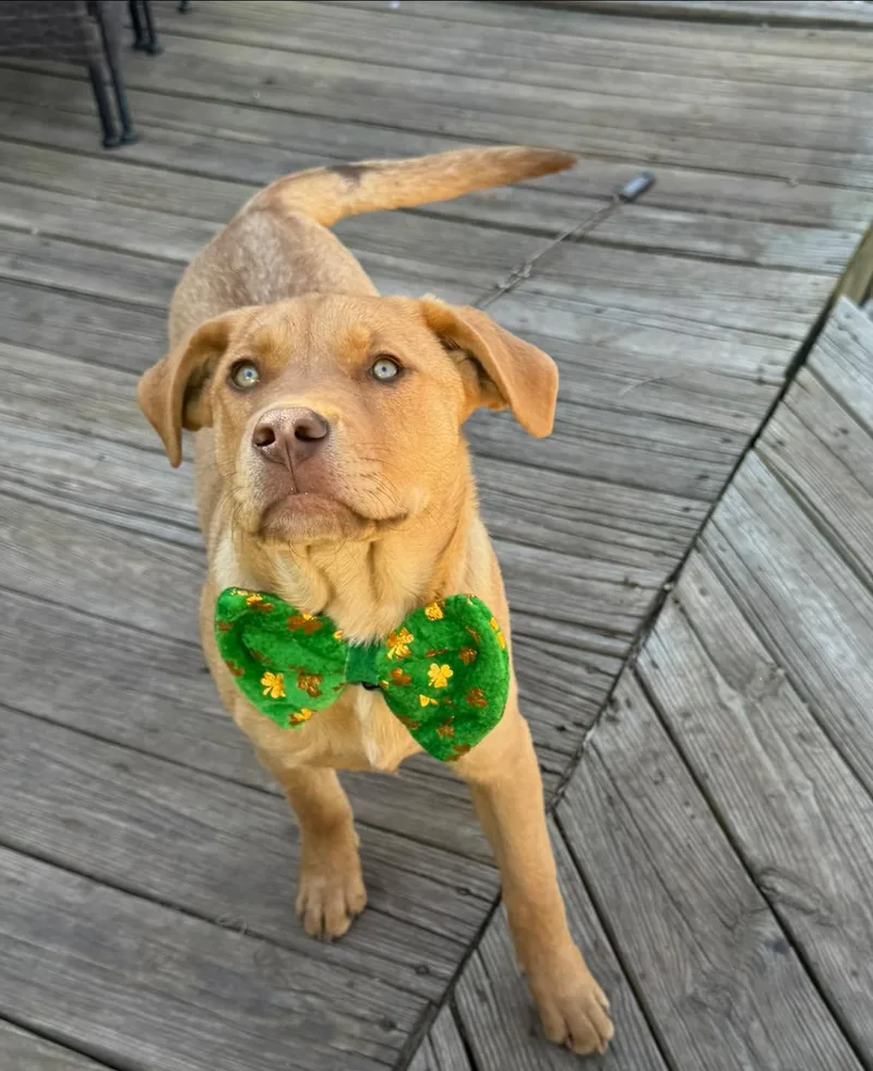 Richard Dawson thumbnail 3