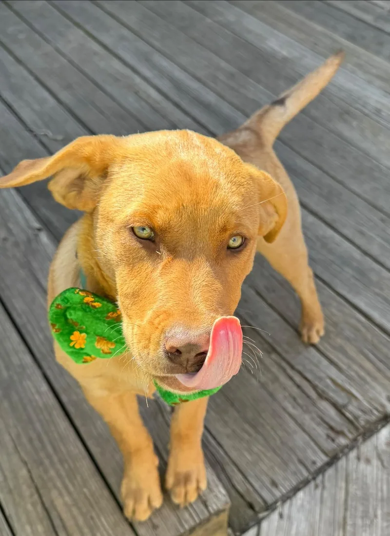 Richard Dawson thumbnail 4