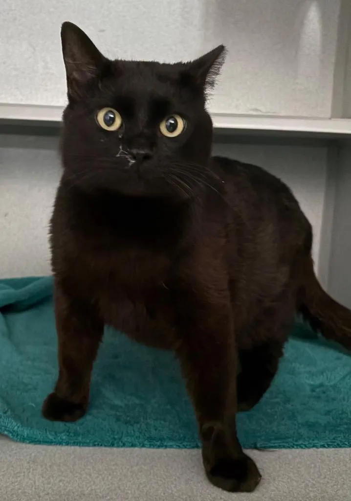 Sebastian thumbnail 2