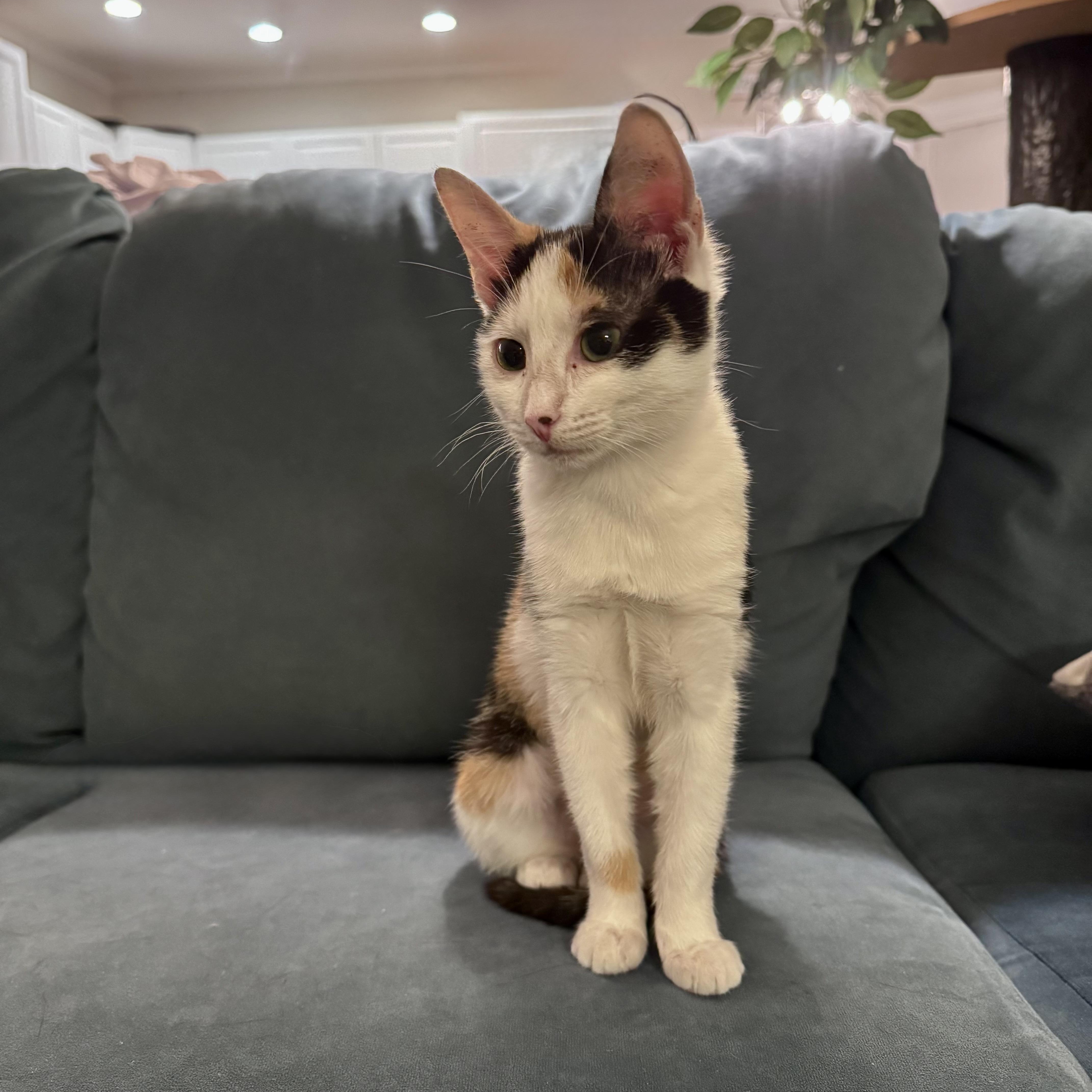 A young small-sized female Calico Domestic Short Hair cat named Pippa for adoption in Richmond, VA