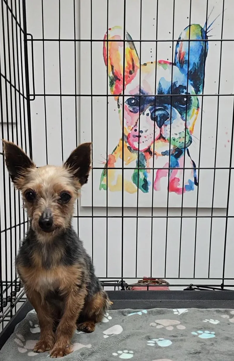 An adult small-sized male Bicolor Yorkshire Terrier dog named Arthur for adoption in LaGrange, IN