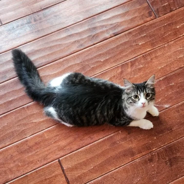 Dragonfly thumbnail 3