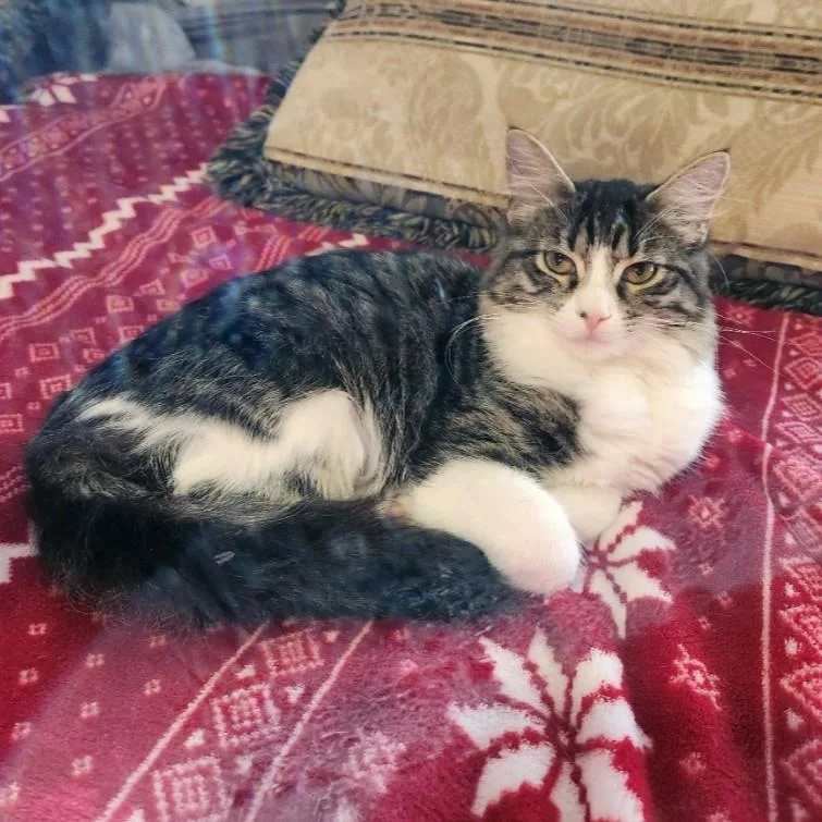 Dragonfly thumbnail 4