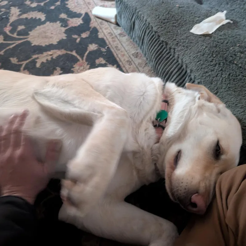 Bluebonnet thumbnail 2