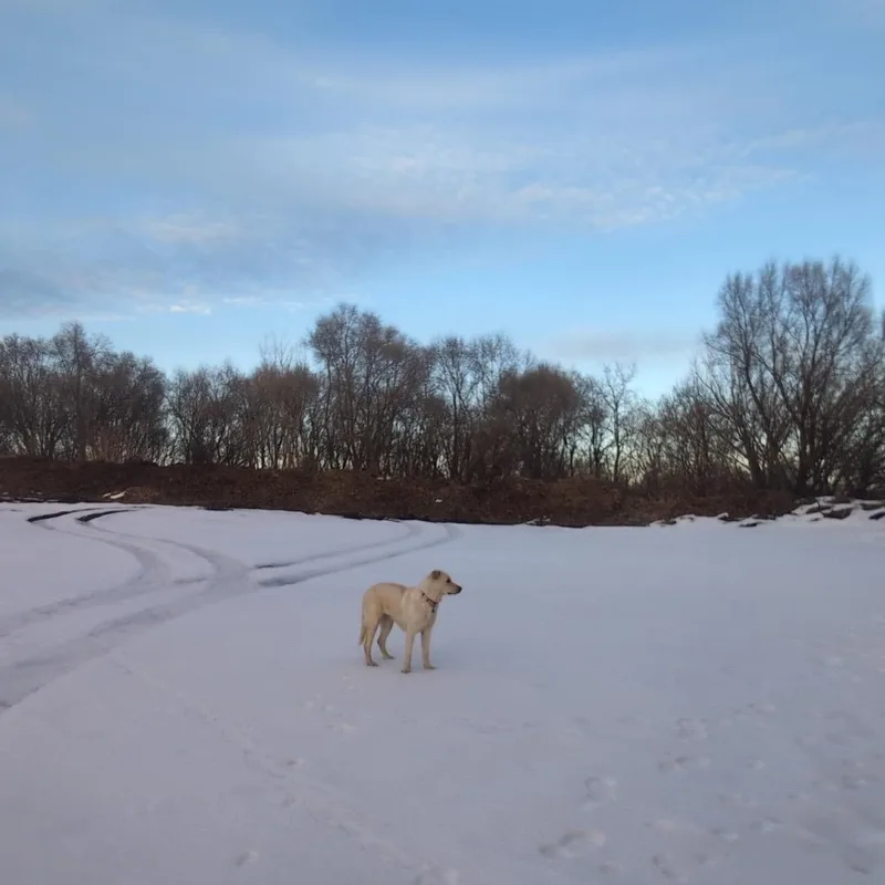 Bluebonnet thumbnail 3