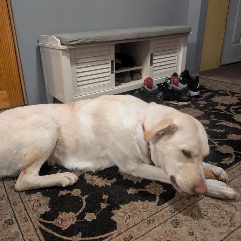 Bluebonnet thumbnail 4