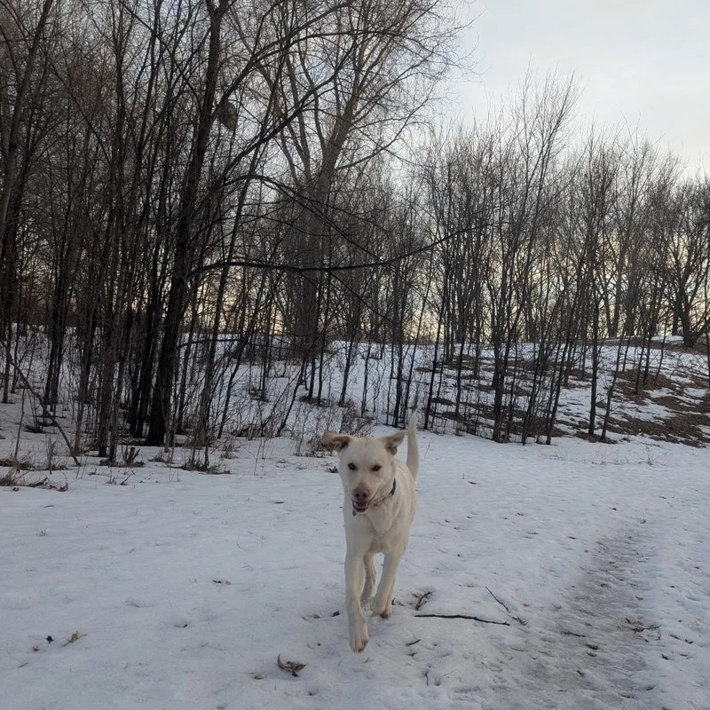 Bluebonnet thumbnail 5