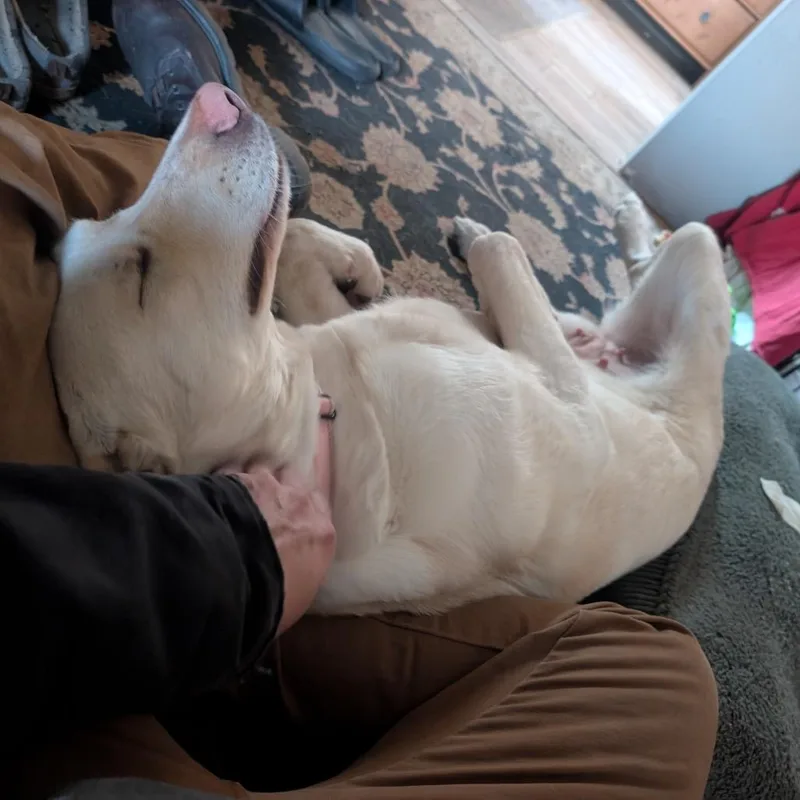 Bluebonnet thumbnail 6