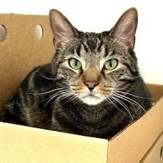 Mr. Lucky thumbnail 2