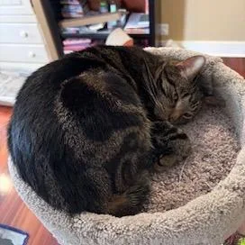 Mr. Lucky thumbnail 3