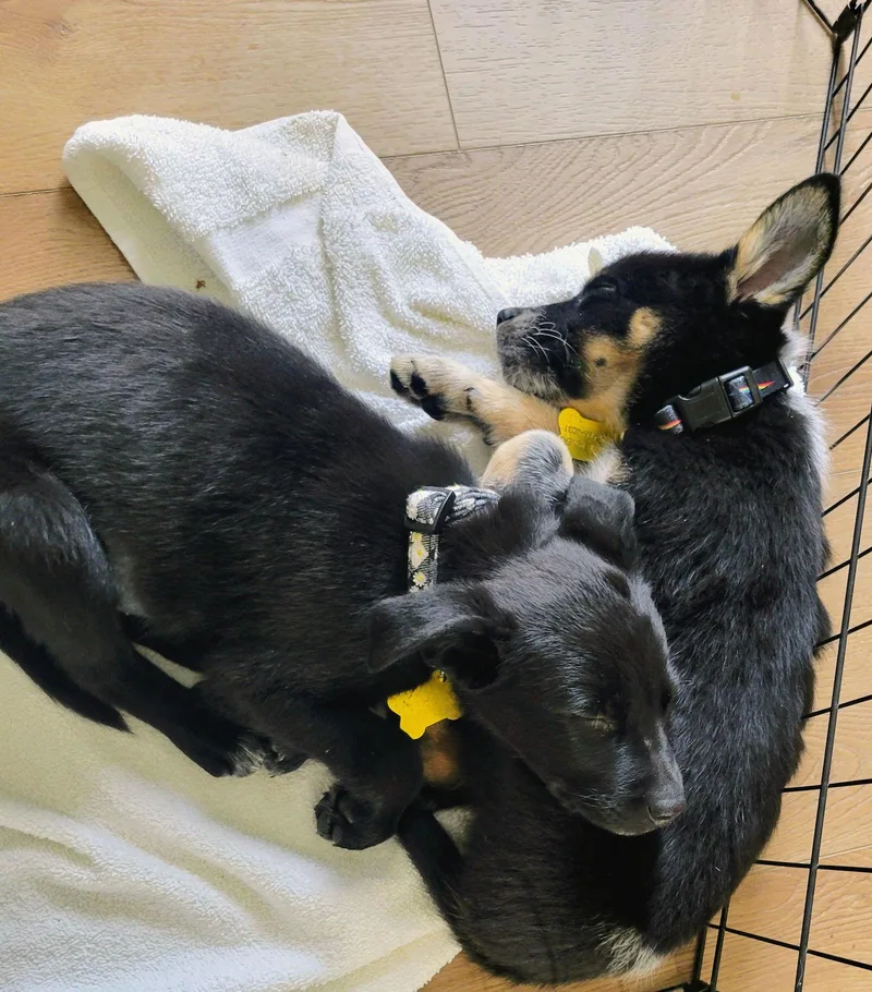 Ms. Rosie Posie thumbnail 3