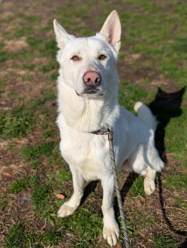 Likastix thumbnail 2