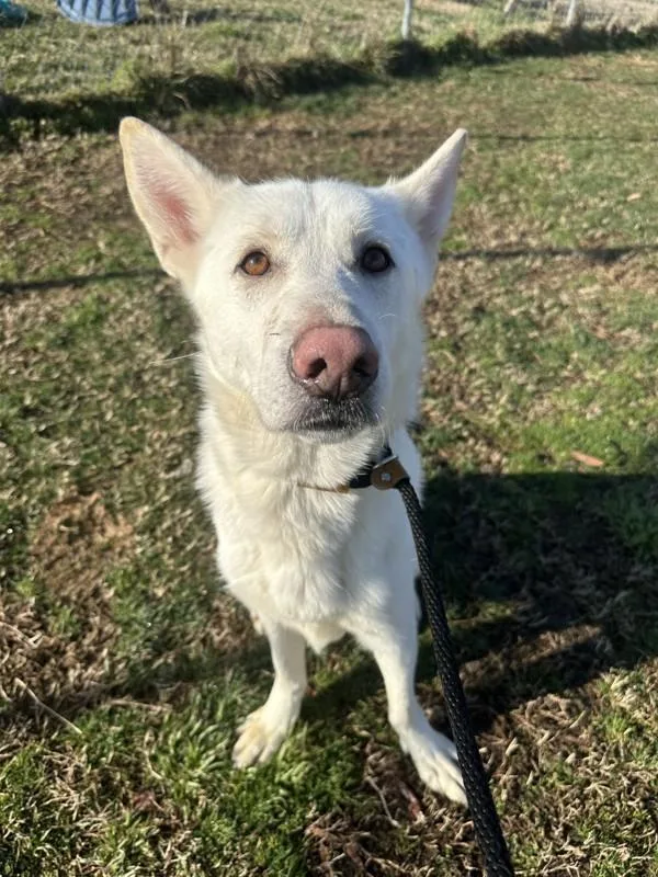 Likastix thumbnail 4