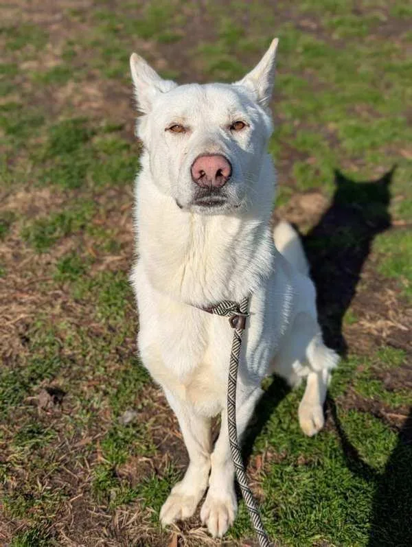 Likastix thumbnail 5