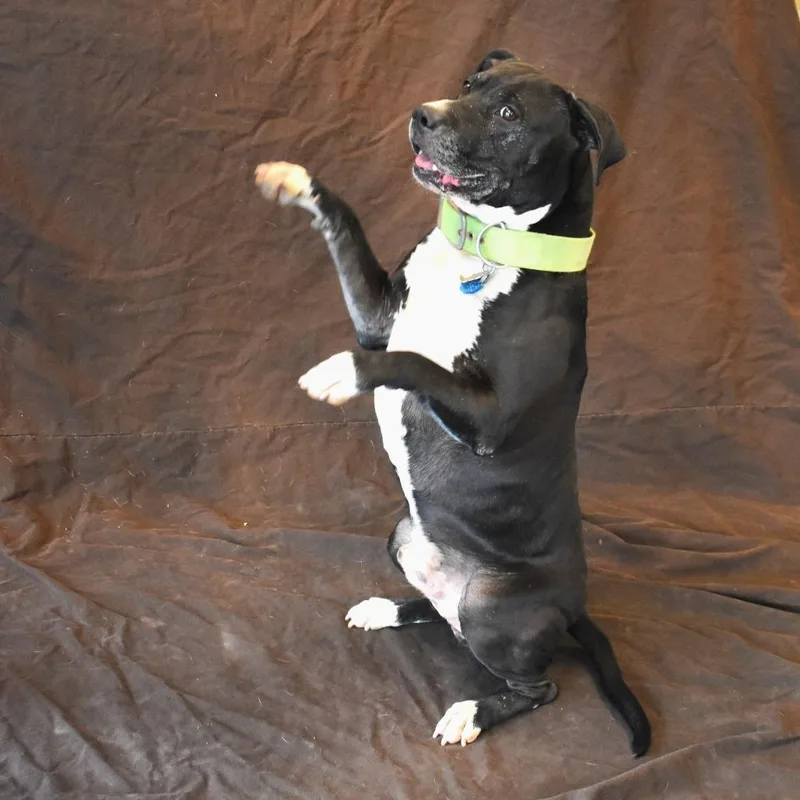 Lil Bear thumbnail 2