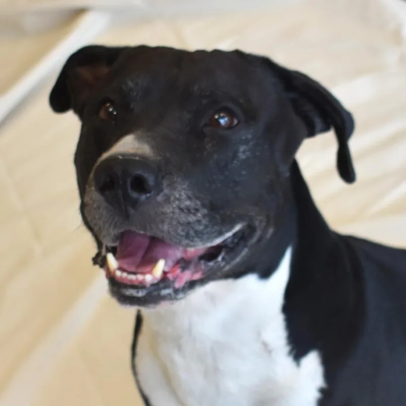 Lil Bear thumbnail 5