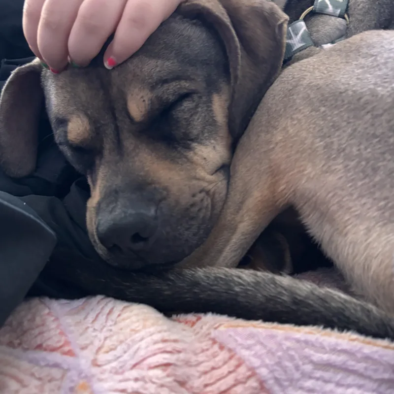 Sonny! Sweetest Companion!