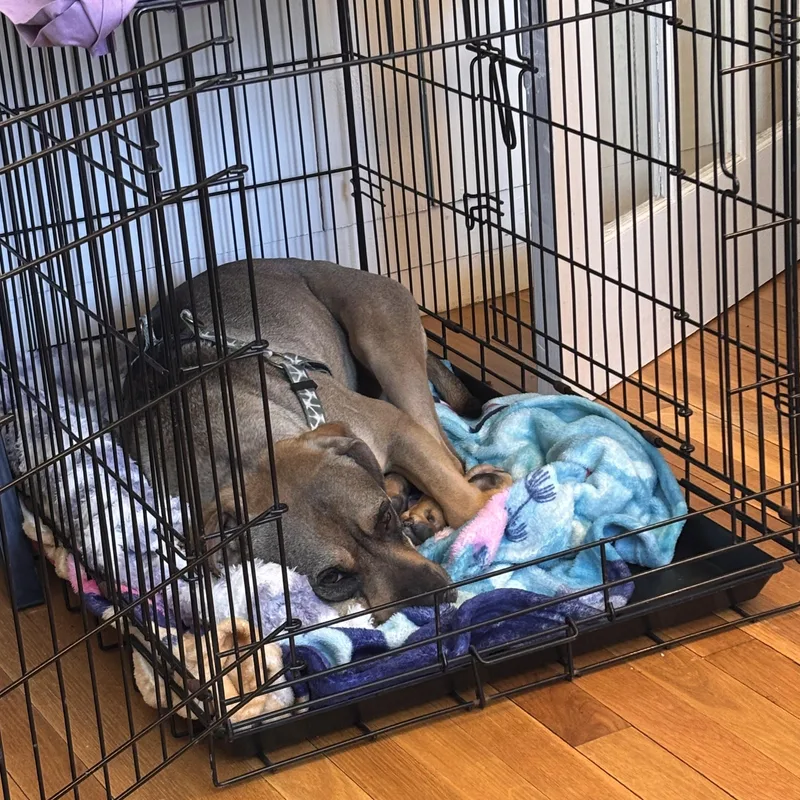 Sonny! Sweetest Companion! thumbnail 2