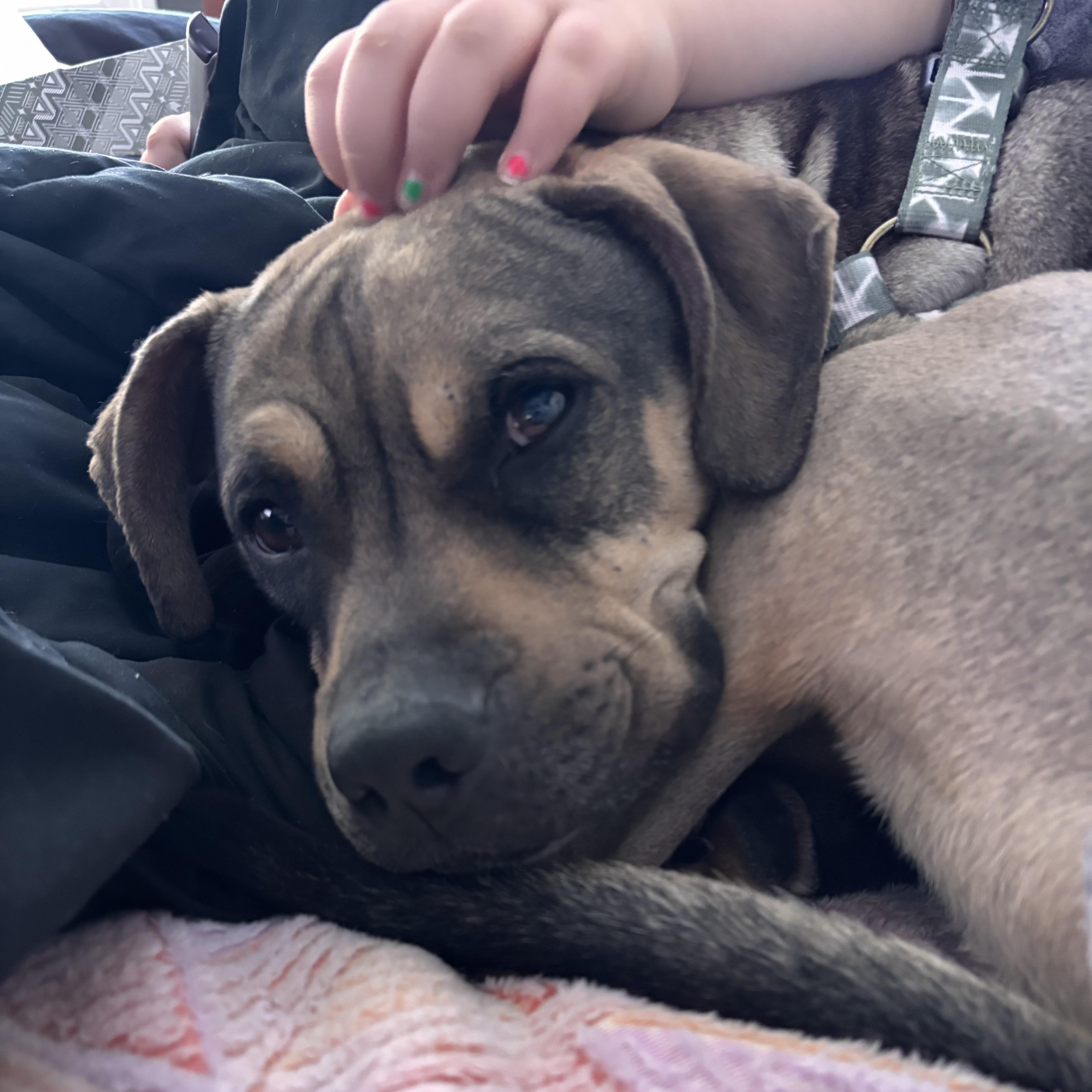 Sonny! Sweetest Companion! thumbnail 3