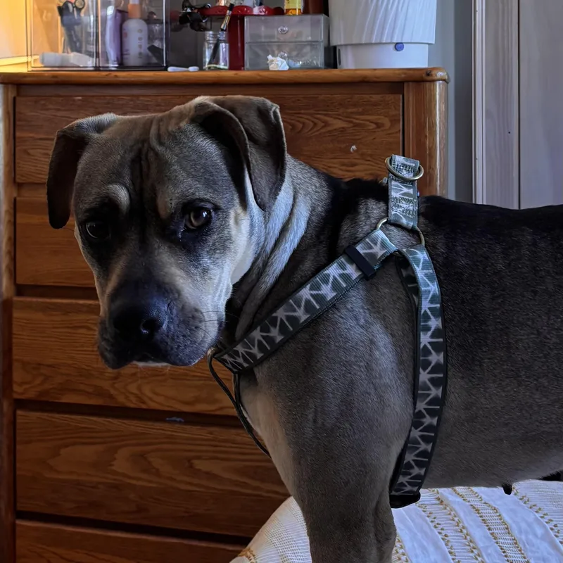 Sonny! Sweetest Companion! thumbnail 5