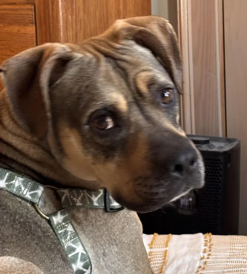 Sonny! The Perfect Companion! thumbnail 3