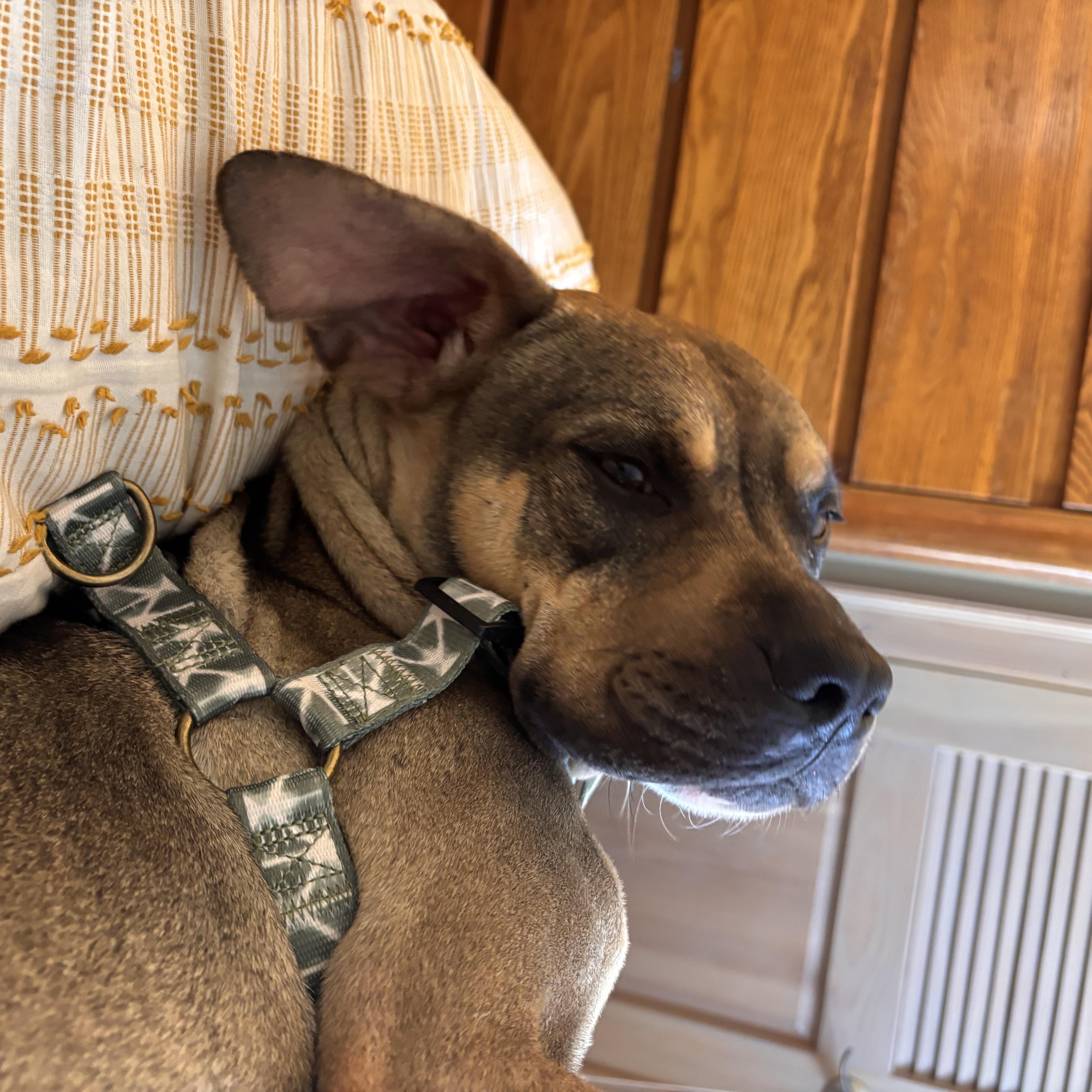 Sonny! The Perfect Companion! thumbnail 5