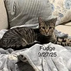 Fudge thumbnail 2