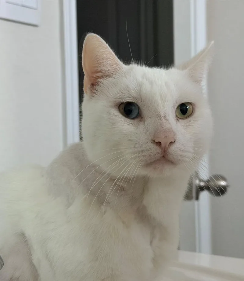 Jon Snow thumbnail 2