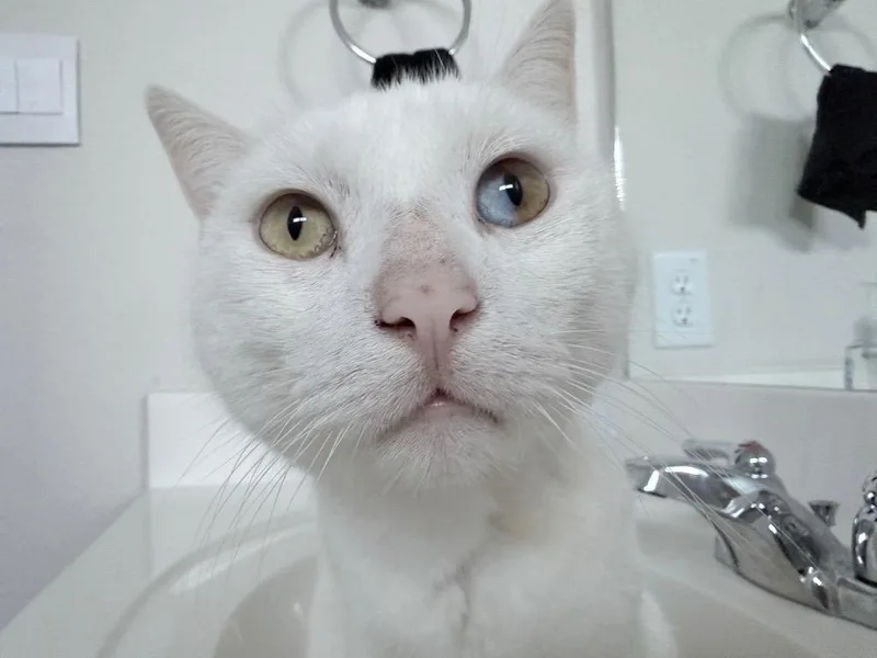 Jon Snow thumbnail 3