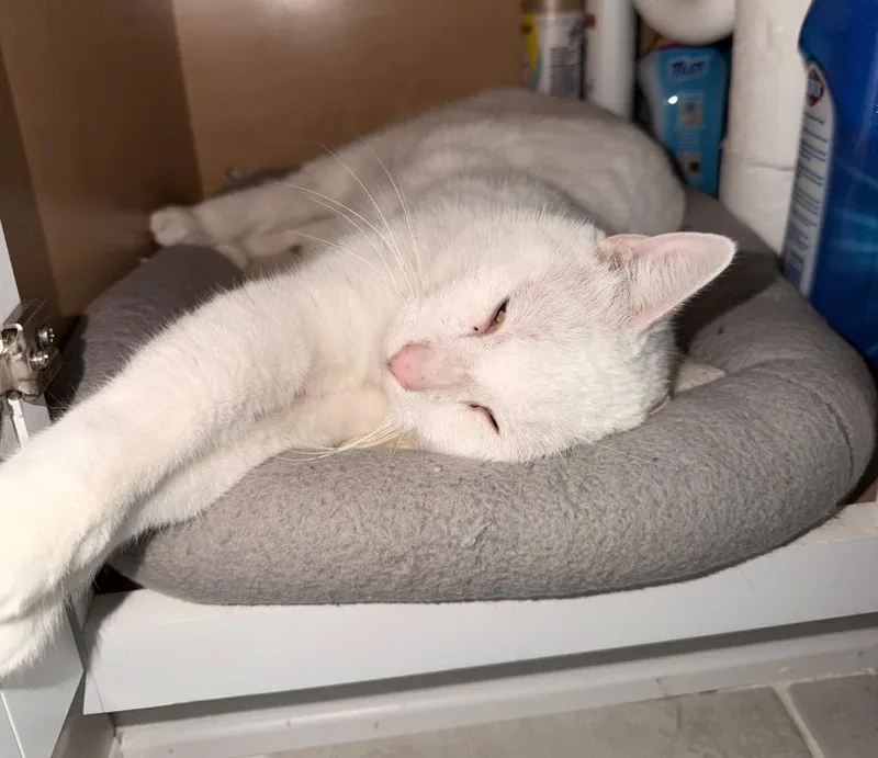 Jon Snow thumbnail 5