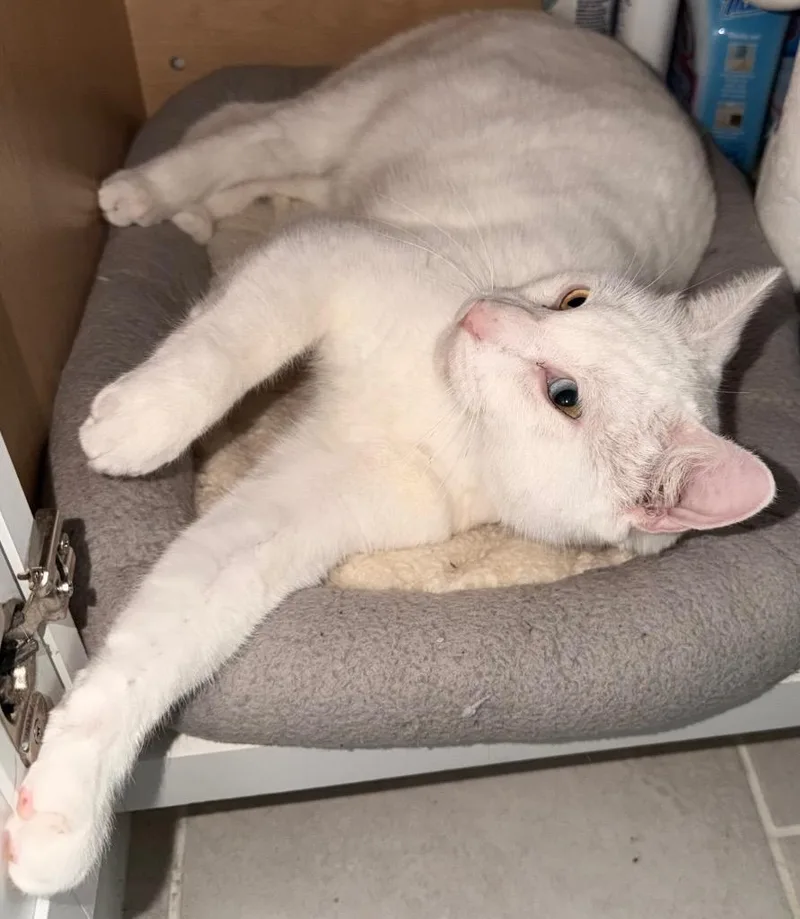 Jon Snow thumbnail 6