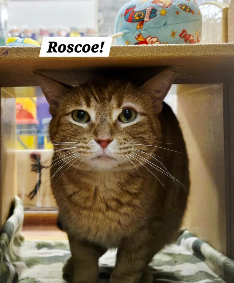 Roscoe