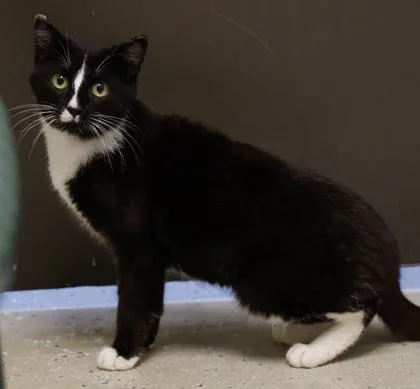 Checkers thumbnail 2