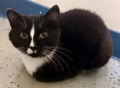 Checkers thumbnail 3