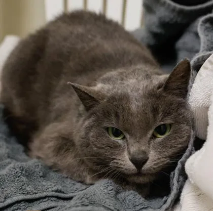 Sugar Plum thumbnail 2